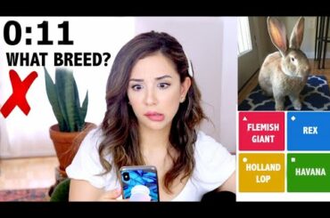 GUESSING OUR SUBSCRIBERS RABBIT BREEDS!