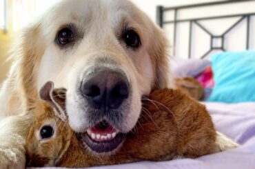 When the Dog is TOO BIG to play with Rabbits!