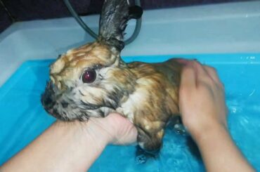 Rabbit takes a shower, My Bunny Takes a Bath