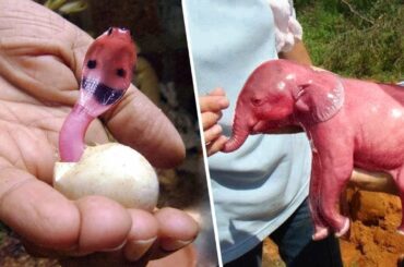 This Is What Newborn Animals Look Like