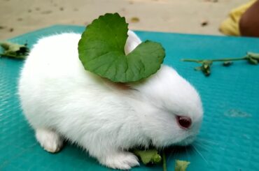 Cute Bunny eating Grass | Cute baby Rabbit