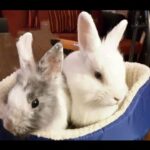 cute baby bunny rabbit videos