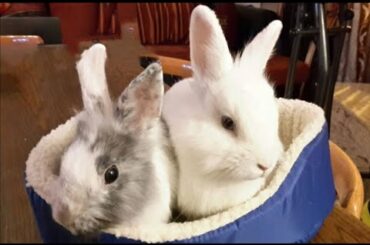 cute baby bunny rabbit videos