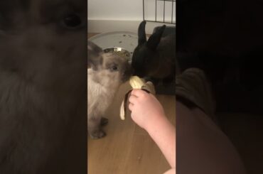 Cute bunny’s sharing Bannana