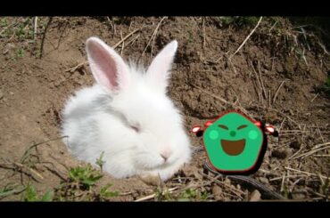 OMG Unbelievable The Wrong Rabbit Hole ; Cute Bunny's trying to enter the squirrel hole.