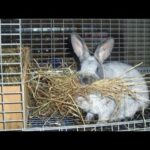 rabbit nasting in nezland whit rabbit baby for sale 03450406704