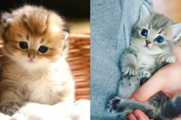 😻😻قطط - cats meowing - cute kittens meowing - cat meowing video