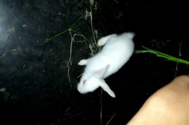 কিউট খরগোশ cute rabbit