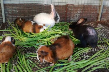 Crazy Rabbits Eating Food Together - Rabbits Eating - Rabbit Videos - Cute Rabbits - Rabbits