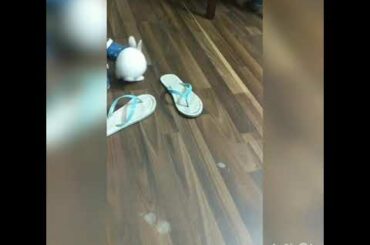 My Cute 🐰/ watch for playful activities 2 Months young bunny