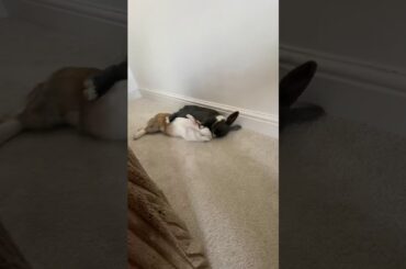 Bunnies showing affection 💙🐇🐇 #bunnies #rabbits #cute #rabbit #cuddle