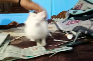 Cute Rabbit playing...🐰🐇