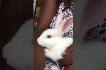 Cutest bunny 🐰 ever!