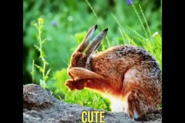 Cute rabbit whatsapp status