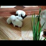 Baby Rabbits Walking, Eating Grass - Cutest Pets Ever / Funny Baby Rabbit Videos / Cute Baby Rabbits
