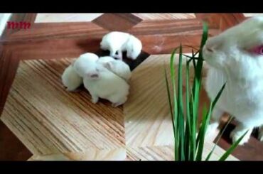 Baby Rabbits Walking, Eating Grass - Cutest Pets Ever / Funny Baby Rabbit Videos / Cute Baby Rabbits