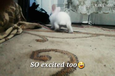 #Cute #Bunnies #NewBorn Get Out Of Their House For The #FirstTime