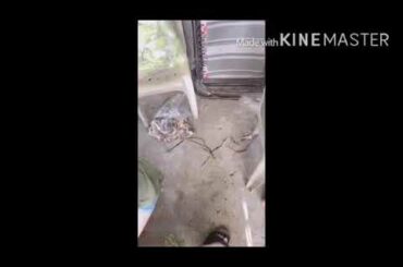 ANGELIKA'S VLOG | CUTE BABY WHITE RABBIT