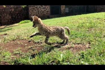 Playing With a Cute Baby Serval