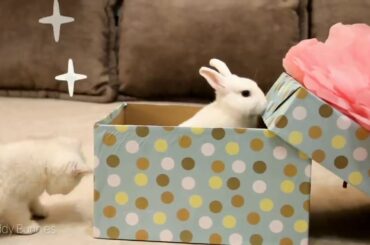 A cute 🐰 baby first meet with his friend 🐱