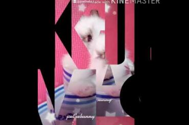 Cute bunnies tiktok compilation