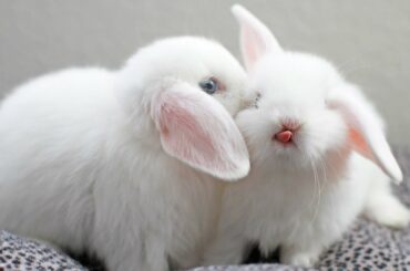 🐰 Funny Baby Bunny Rabbit Videos 🐰 #1 - Cute & Funny Rabbits 💗