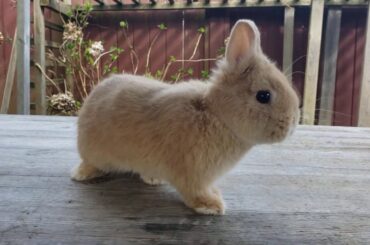 Orange Netherland Dwarf
