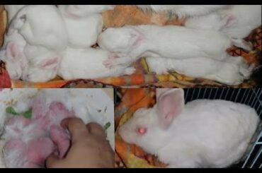 Amazing cute little bunny upcoming for slaughter ready...