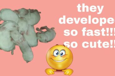 2nd week of baby rabbit of Doe no. 2