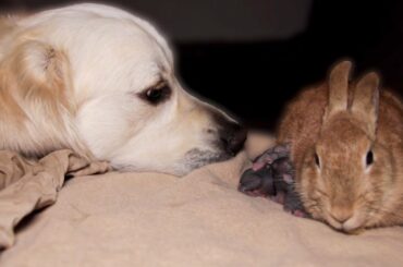 Golden Retriever First Meets Newborn Babу Rabbits