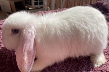 Quarantined with a rabbit | Stay at home | Cute bunny 🐰💖