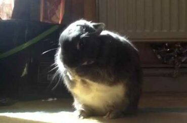 Cute Small Bunny Grooming