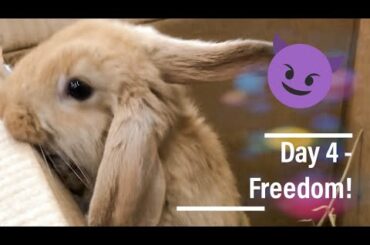 Mr. Rabikin - Day 4 - Cute bunny is trying to escape!