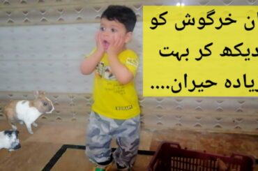 How to Baby was surprised to see the rabbit.   Ayaan khargosh ko dahk kr bohat hiran. April 1, 2020