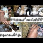 How to feed baby Rabbits??? || Rabbits Feeding || Rabbits Farming in Pakistan