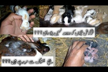 How to feed baby Rabbits??? || Rabbits Feeding || Rabbits Farming in Pakistan