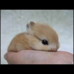 Cute Rabbit Baby