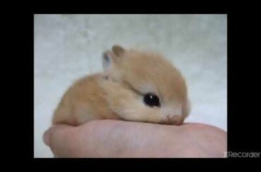Cute Rabbit Baby