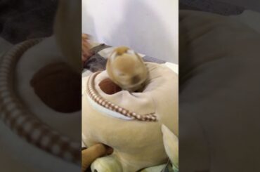 My honey Bunny bunny