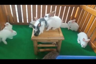 Let's watch the cute rabbit run​ - Pretty​ Bunny and Rabbit So cute ASMR New