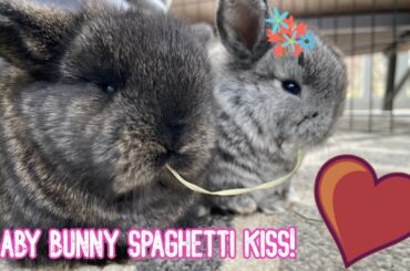 Baby bunny spaghetti kiss! (with hay)