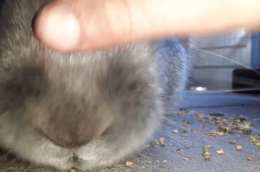 Cute rabbit eating! Read disc!