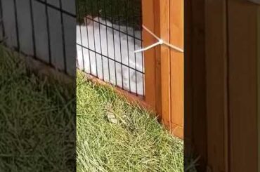 Adorable baby bunnies sleeping together 🐇