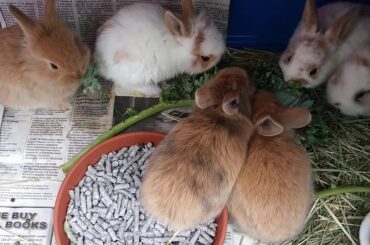 Bunnies eating