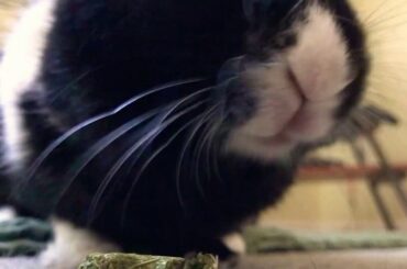 Cute Bunny Rabbit Enjoying a Crunchy Snack