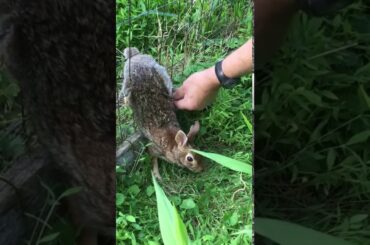 Grandpa saved a rabbit