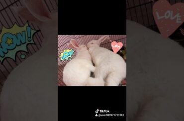 Cute video of rabbits