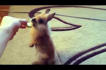 cutest bunny ever