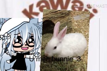 My very cute bunny ❤️❤️