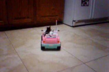 Baby Bunnies Driving